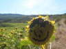 Camino 2013 337