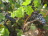 Camino 2013 403